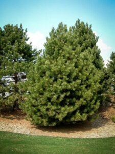 Сосна Чёрная (Pinus Nigra) купить по цене от 270.00р. в интернет-магазине «Посадика» с доставкой почтой в в Тулуне и по всей России – [изображение №1].