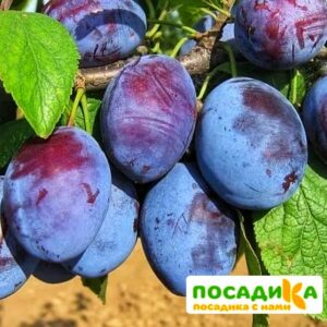 Слива Чачакская ранняя купить по цене от 229.00р. в интернет-магазине «Посадика» с доставкой почтой в в Тулуне и по всей России – [изображение №1].