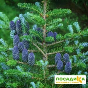 Пихта корейская (Abies koreana) купить по цене от 450.00р. в интернет-магазине «Посадика» с доставкой почтой в в Тулуне и по всей России – [изображение №1].