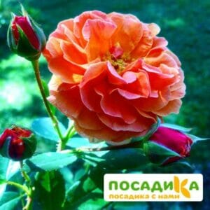 Роза Арабия купить по цене от 350.00р. в интернет-магазине «Посадика» с доставкой почтой в в Тулуне и по всей России – [изображение №1].