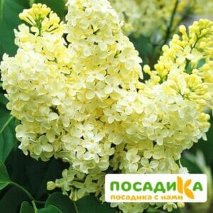 Сирень Примроуз (Primrose) купить по цене от 529.00р. в интернет-магазине «Посадика» с доставкой почтой в в Тулуне и по всей России – [изображение №1].