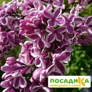 Сирень Сенсация купить по цене от 529.00р. в интернет-магазине «Посадика» с доставкой почтой в в Тулуне и по всей России – [изображение №1].