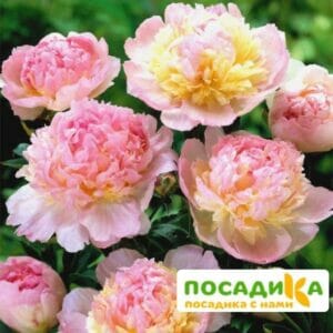 Пион Распберри Сандей (Paeonia Raspberry Sundae) купить по цене от 959р. в интернет-магазине «Посадика» с доставкой почтой в в Тулуне и по всей России – [изображение №1].