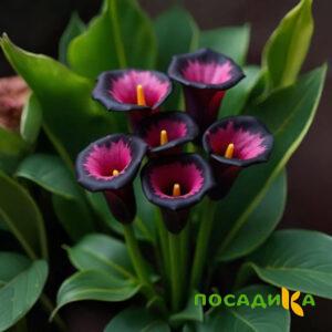 Калла Аура Лейс купить по цене от 400р. в интернет-магазине «Посадика» с доставкой почтой в в Тулуне и по всей России – [изображение №1].
