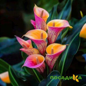 Калла Оникс купить по цене от 450р. в интернет-магазине «Посадика» с доставкой почтой в в Тулуне и по всей России – [изображение №1].