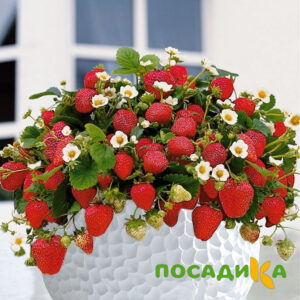 Клубника Рубиновый Шепот (горшечная) купить по цене от 240р. в интернет-магазине «Посадика» с доставкой почтой в в Тулуне и по всей России – [изображение №1].