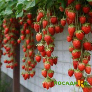 Клубника вьющаяся Комплимент купить по цене от 470р. в интернет-магазине «Посадика» с доставкой почтой в в Тулуне и по всей России – [изображение №1].