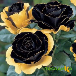 Роза Ханни Сикл купить по цене от 700р. в интернет-магазине «Посадика» с доставкой почтой в в Тулуне и по всей России – [изображение №1].
