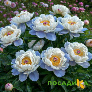 Пион акварельный Этюд купить по цене от 806р. в интернет-магазине «Посадика» с доставкой почтой в в Тулуне и по всей России – [изображение №1].