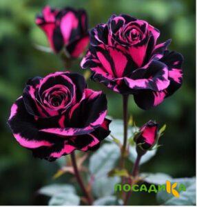 Роза Багровый Шепот купить по цене от 366р. в интернет-магазине «Посадика» с доставкой почтой в в Тулуне и по всей России – [изображение №1].
