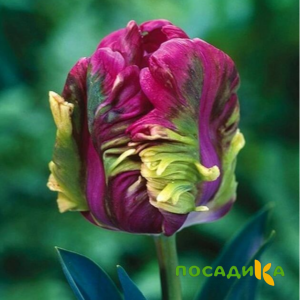 Тюльпан Экзотик Хэвен купить по цене от 186р. в интернет-магазине «Посадика» с доставкой почтой в в Тулуне и по всей России – [изображение №1].