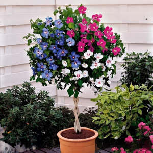 Гибискус-Дерево Триколор купить по цене от 289р. в интернет-магазине «Посадика» с доставкой почтой в в Тулуне и по всей России – [изображение №1].