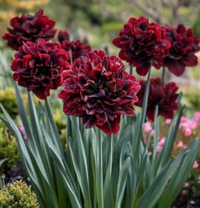 Нарцисс Малиновая Вуаль купить по цене от 3000р. в интернет-магазине «Посадика» с доставкой почтой в в Тулуне и по всей России – [изображение №1].